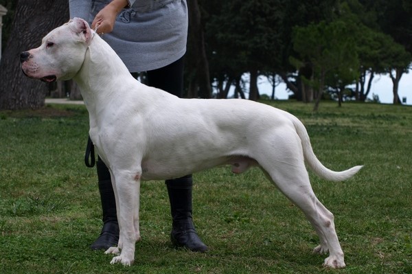 argentinska-doga